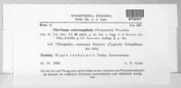 Claviceps purpurea image